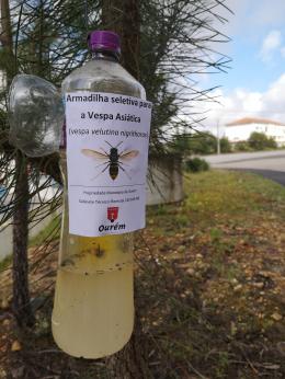 Câmara Municipal instala armadilhas para captura de vespa asiática