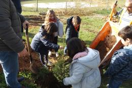 Executivo planta pinheiros com a colaboração dos alunos da EB 1 de Boleiros 