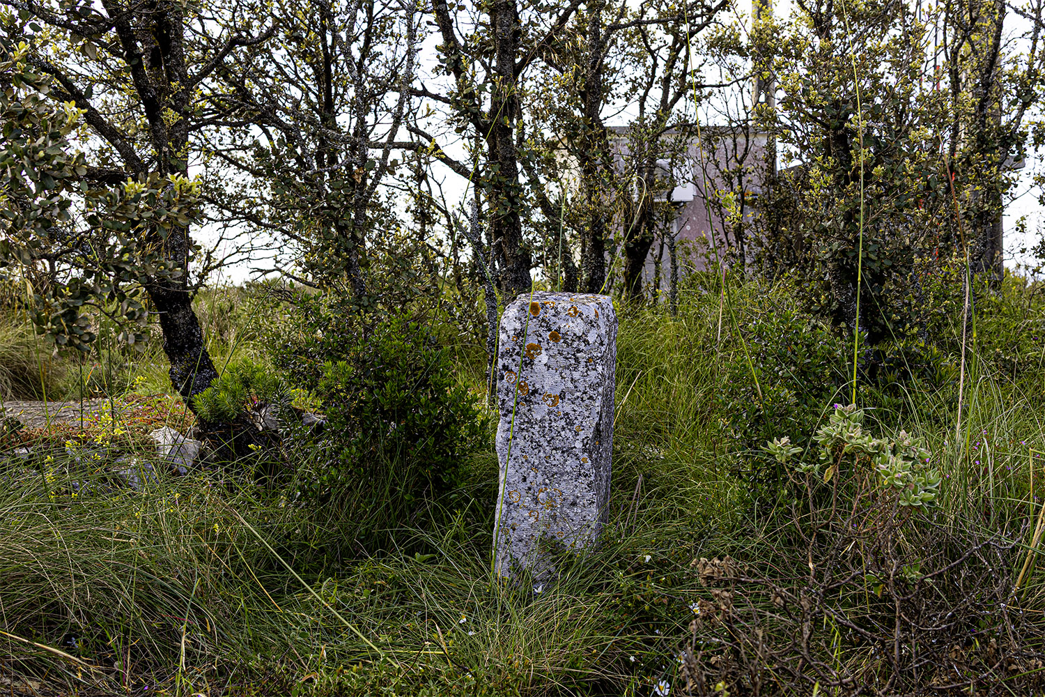 Mercado Freguesia de Fátima