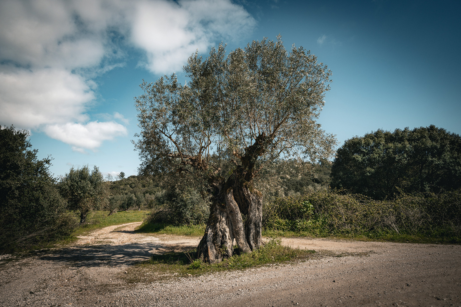 Mercado Freguesia de Fátima