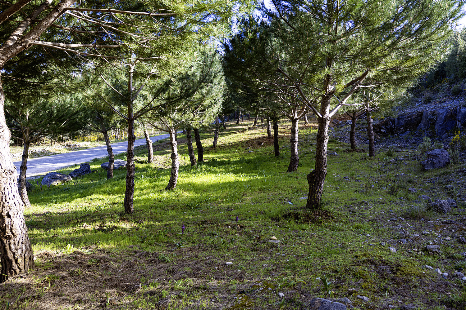 Mercado Freguesia de Fátima